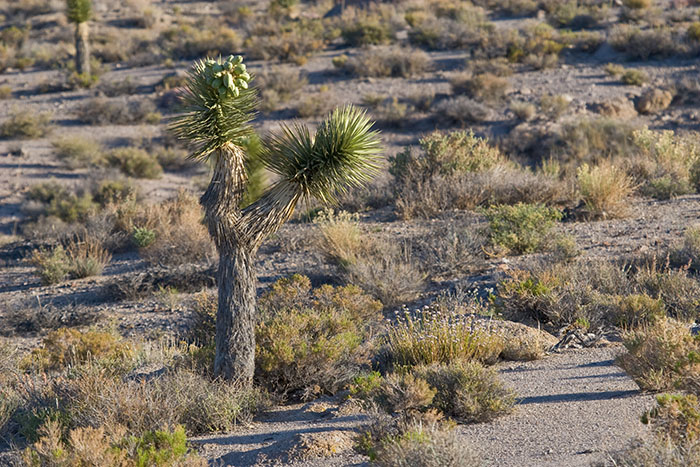 Joshua Tree