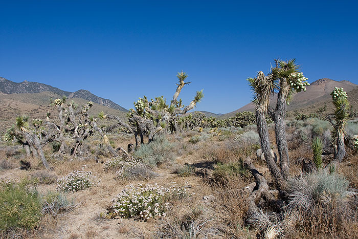 Auch hier wieder schöne Joshua Trees