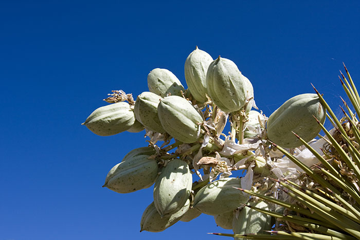 Die Früchte des Joshua Trees