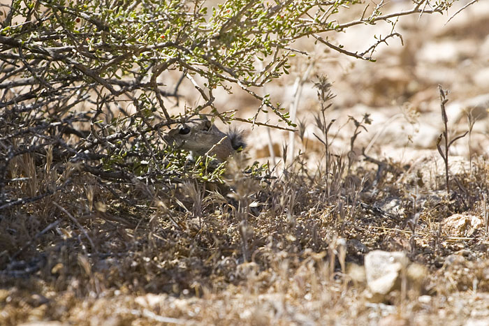 Na ja, zumindest Ground Squirrels findet man ab und zu