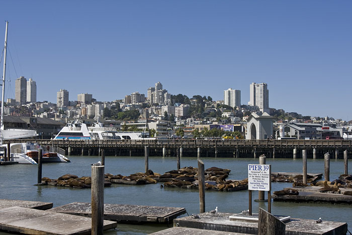 Die berühmten Seelöwen von Pier 39