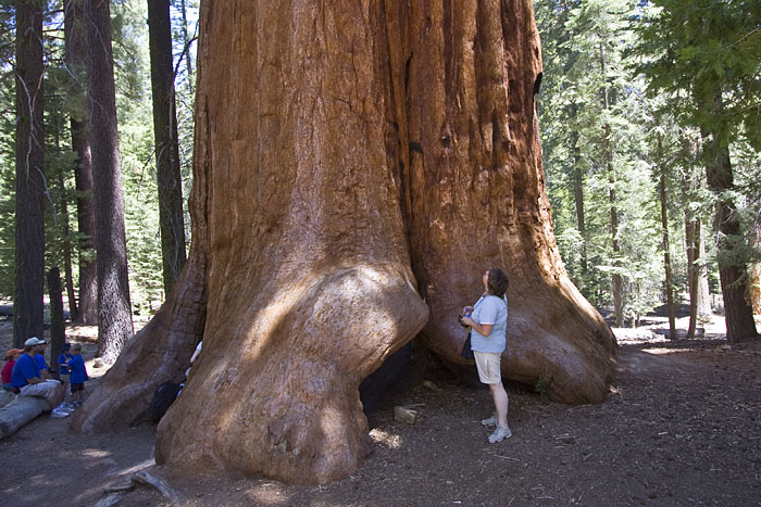 Die Sequoias sind ganz schöne Krawenzmänner