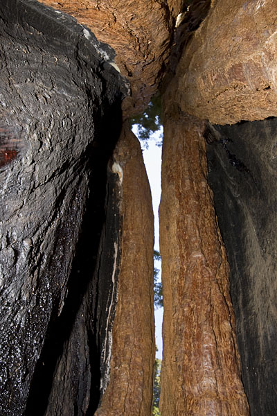 Viele Sequoias sind innen hohl