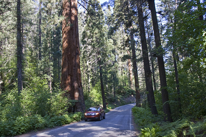 Immer wieder kommen wir an den riesigen Sequoias vorbei