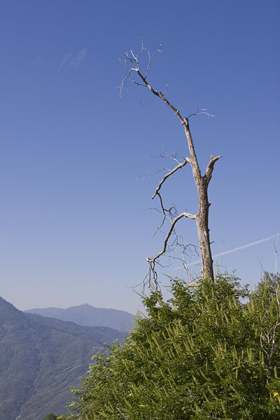 Abgestorbener Baum I