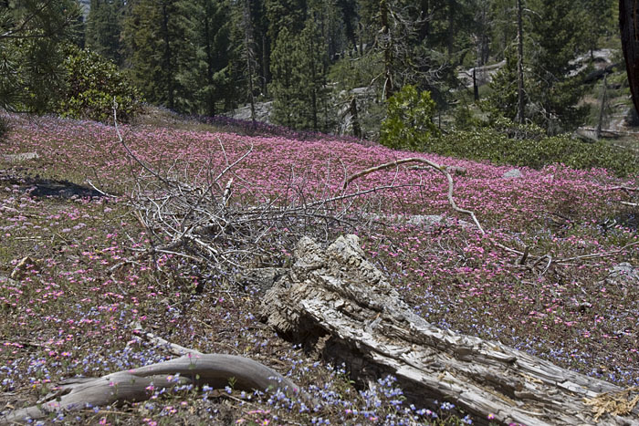 In allen Farben liegen Blumenteppiche auf den Lichtungen