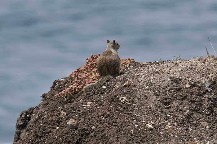 Grey Ground Sqirrel