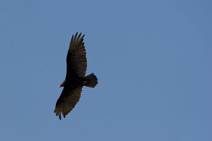Durch die Lüfte fliegt der Geier, von unten sieht man seine Füße ;-)