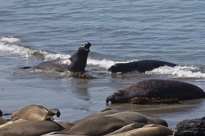 Seeelefanten (Big Sur)