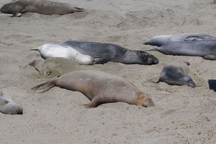 Seeelefanten (Big Sur)