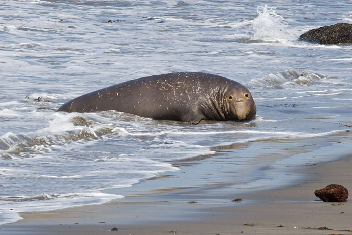 Seeelefant (Big Sur)