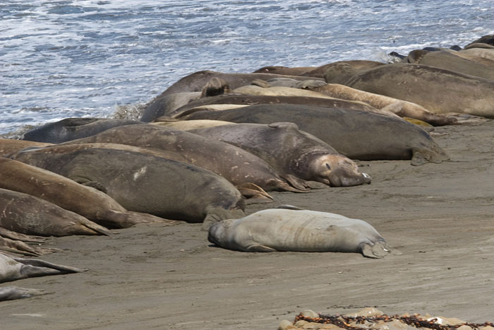 Seeelefanten (Big Sur)