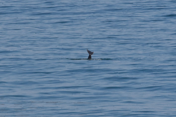 Delfin (Nördlich von Los Angeles)