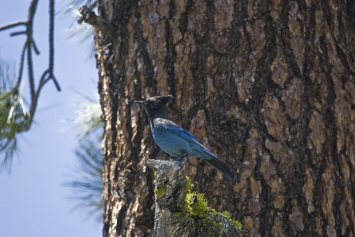 Woodpecker