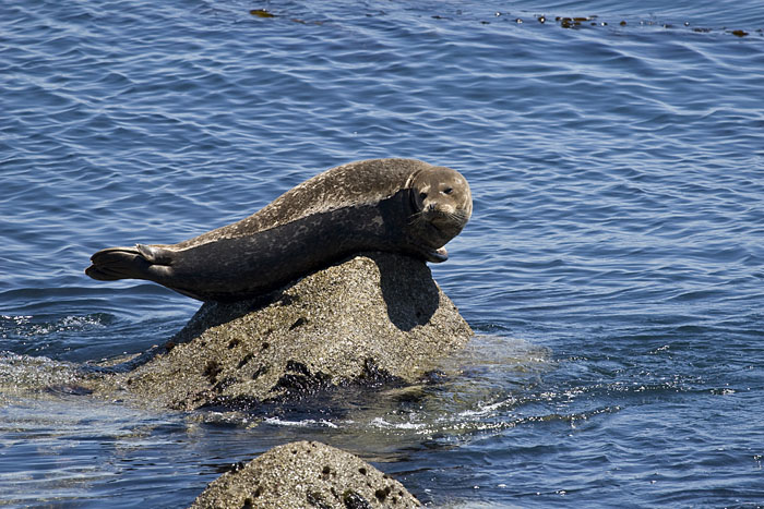 Seelöwe (Monterey)