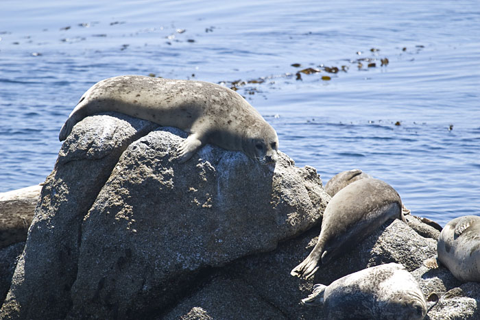 Seelöwen (Monterey)