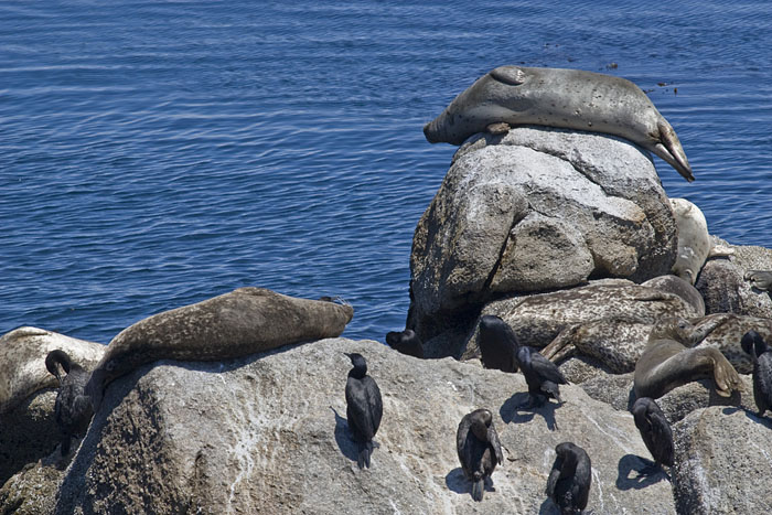 Seelöwen und Kormorane (Monterey)