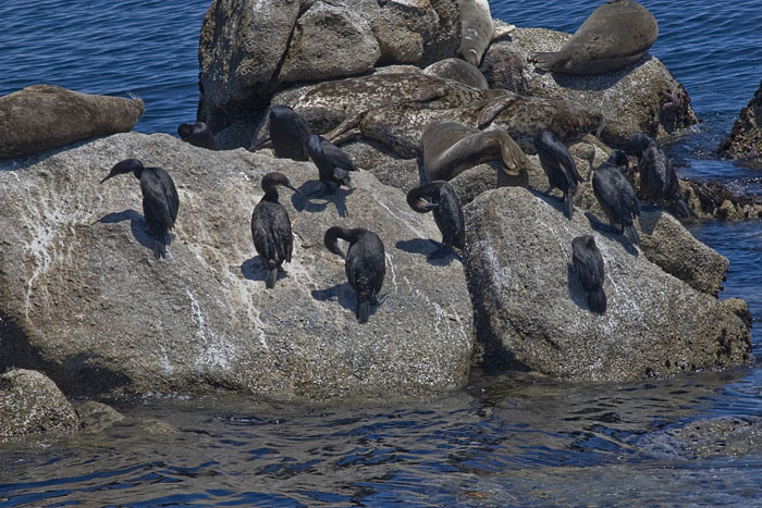 Kormorane (Monterey)