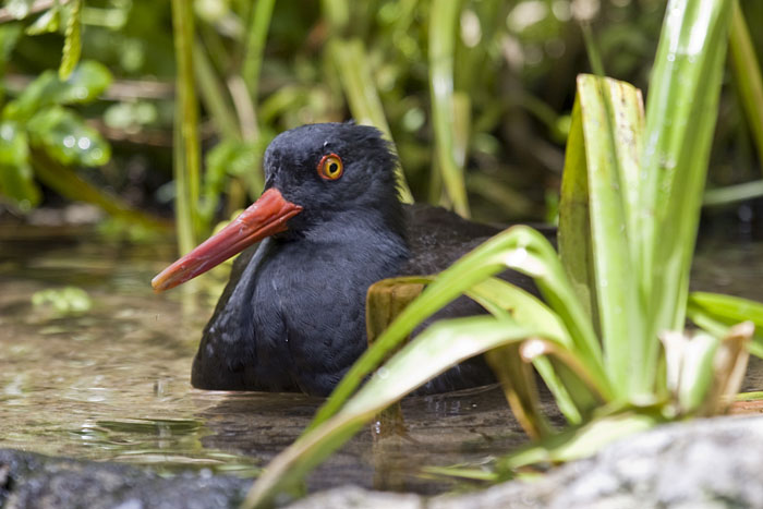 Vogel im Schilf (Monterey)