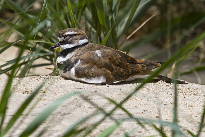 Vogel im Schilf (Monterey)