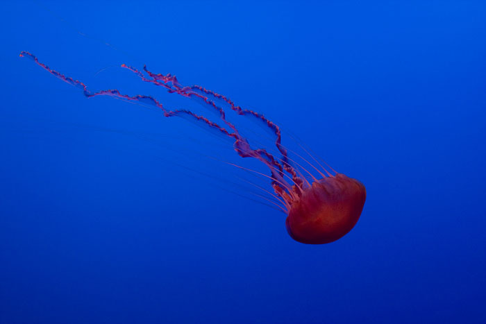 Qualle (Monterey)