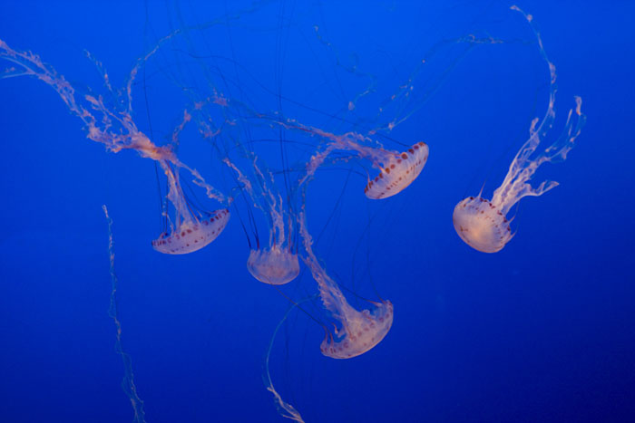 Quallen (Monterey)