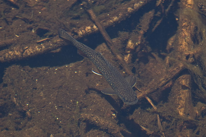 Fisch (Sequoia NP)