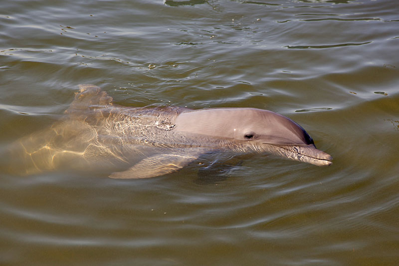 Flipper ;-)