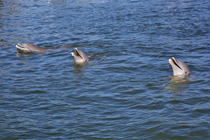 Als ob die Flippers lachen ;-)