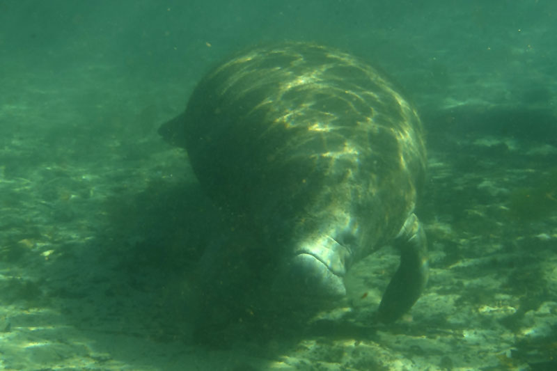 ... da sind die Tiere leider nicht ganz klar auf die Platte zu bannen