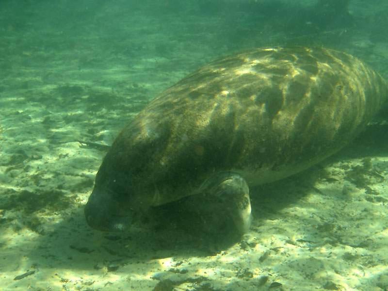Zum Glück kommen einige Manatees näher ...