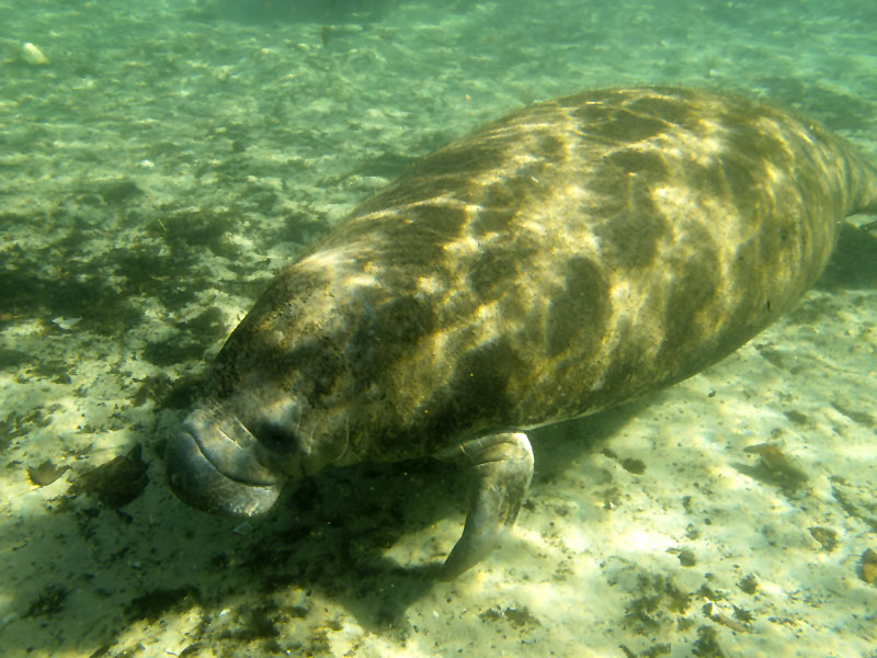 Ein Jungtier schwimmt vorbei