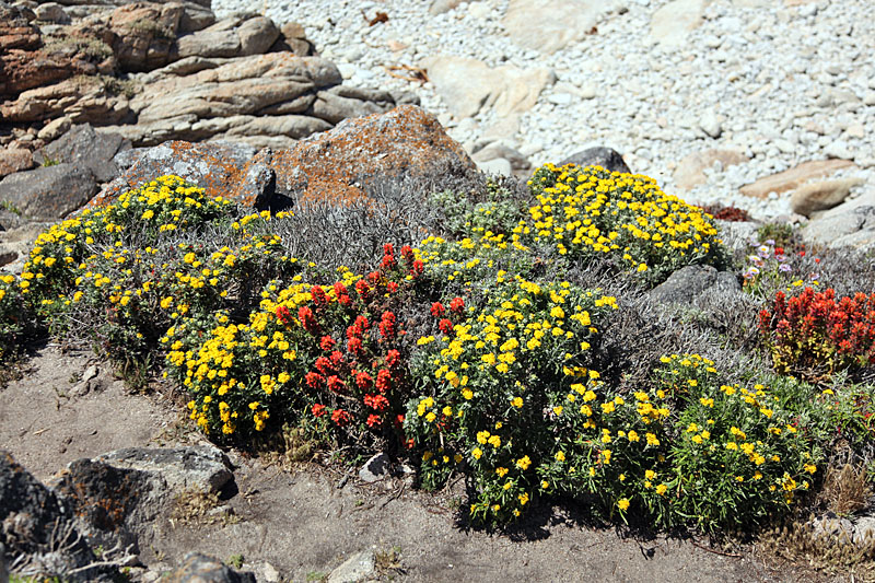 ... bunte Blumen