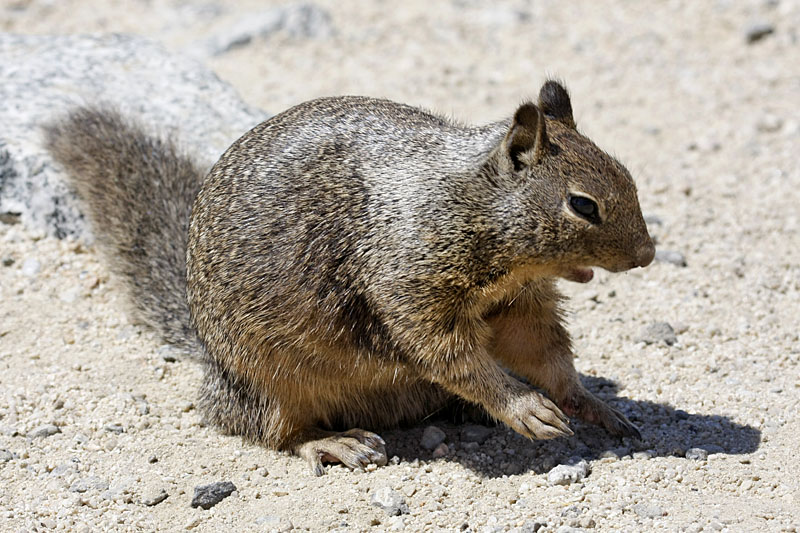 ... bettelnde Hörnchen herum