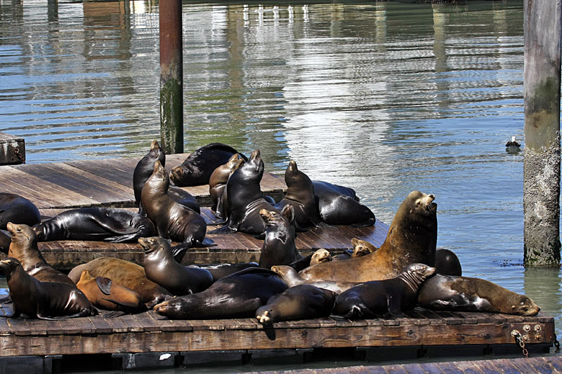 Fast genauso berühmt wie die Golden Gate Bridge, die Seelöwen im Hafen