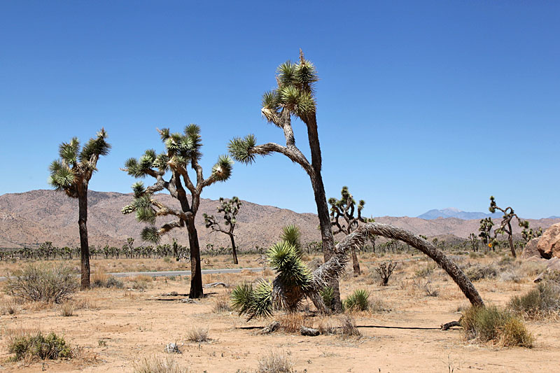 Die Joshua Trees ...
