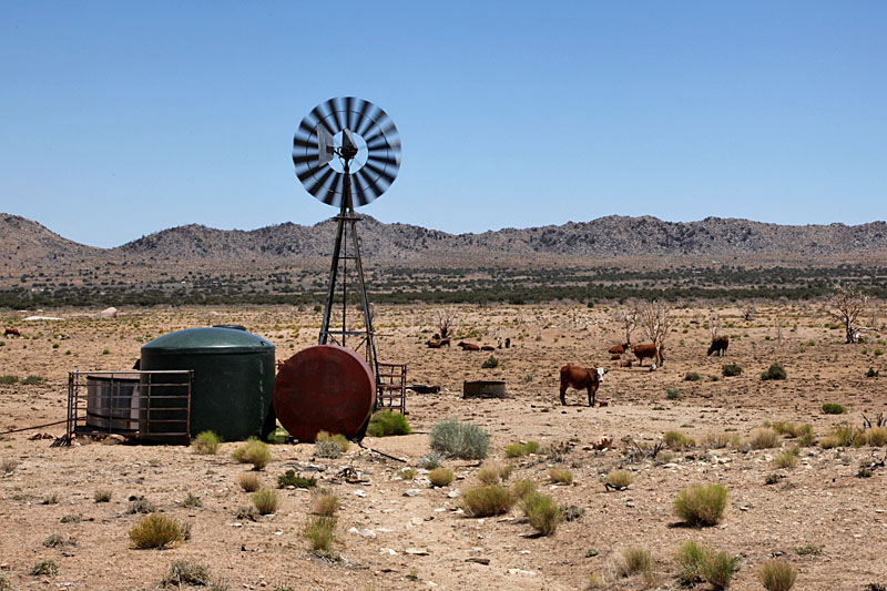 Zu einer Ranch im Wilden Westen gehören Kühe und ein Windrad