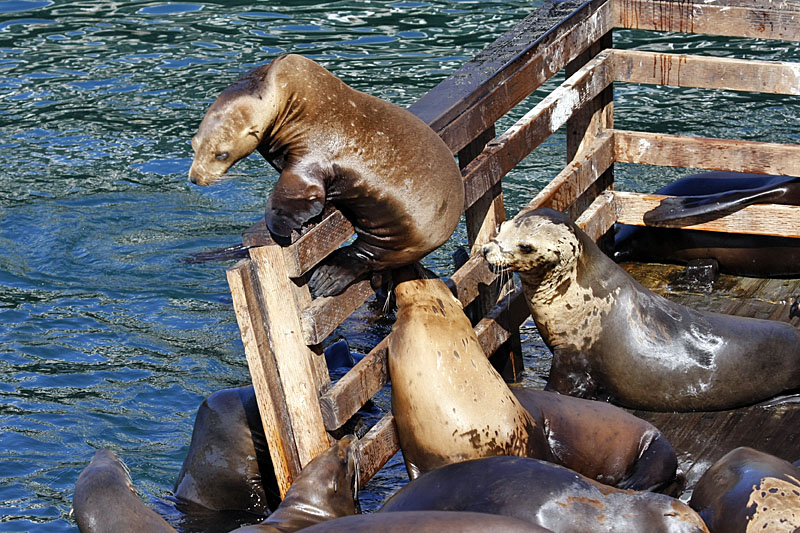 Manche können sogar klettern
