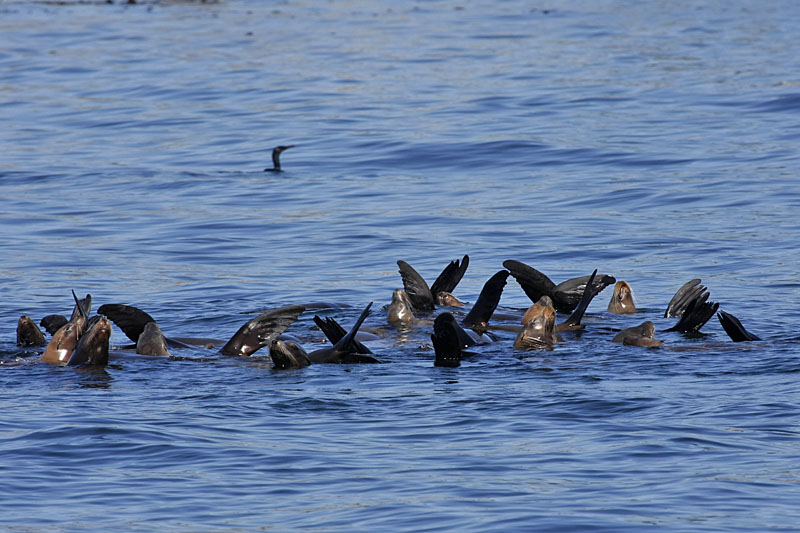 Wasserballet