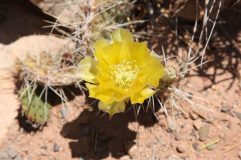 Wüstenblume
