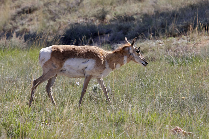 ... grasen Hirsche und Rehe