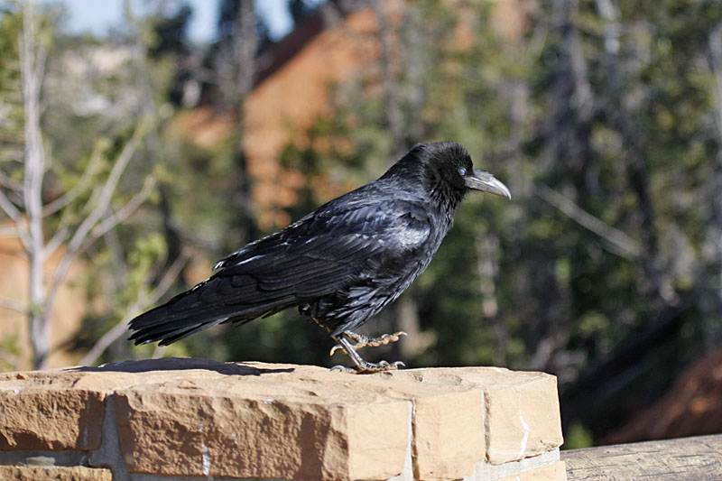 Die Vögel sind ganz zutraulich