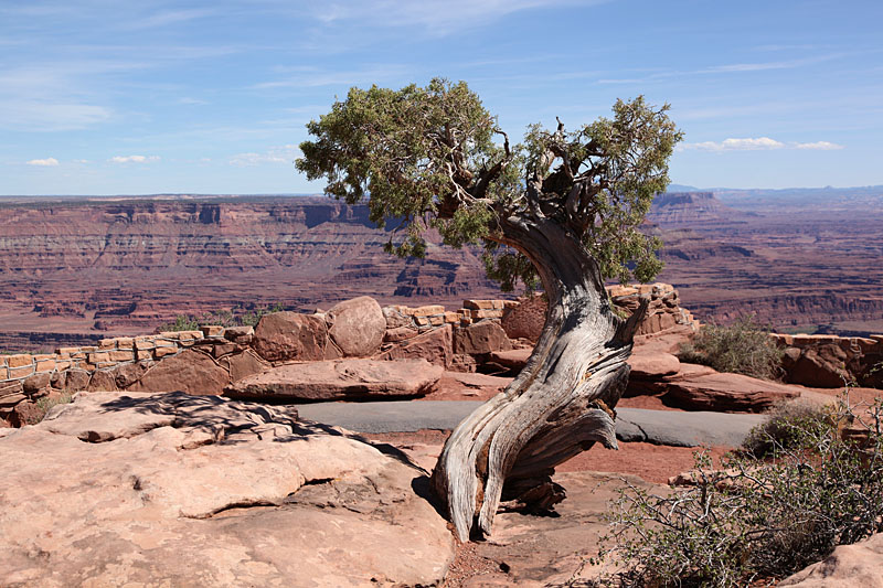 Der Baum ist genauso krumm ...