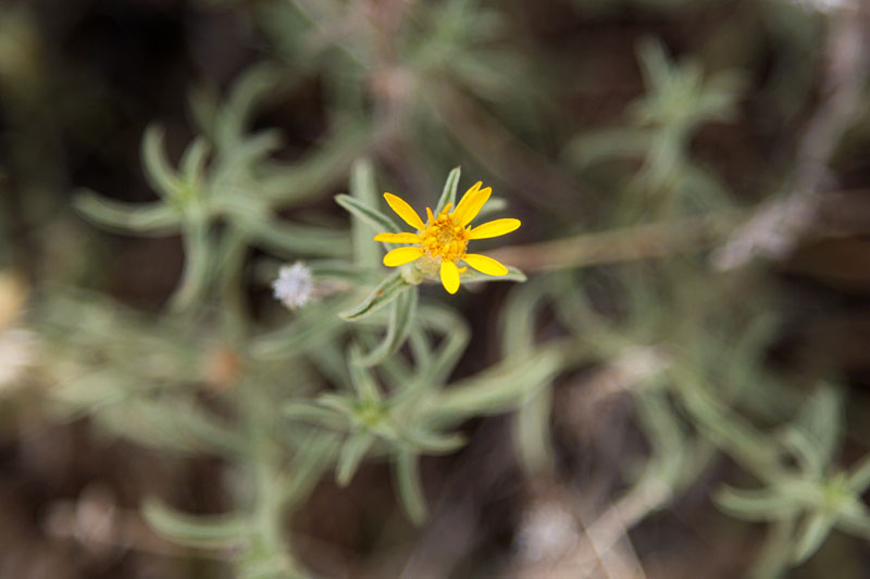 Zartes