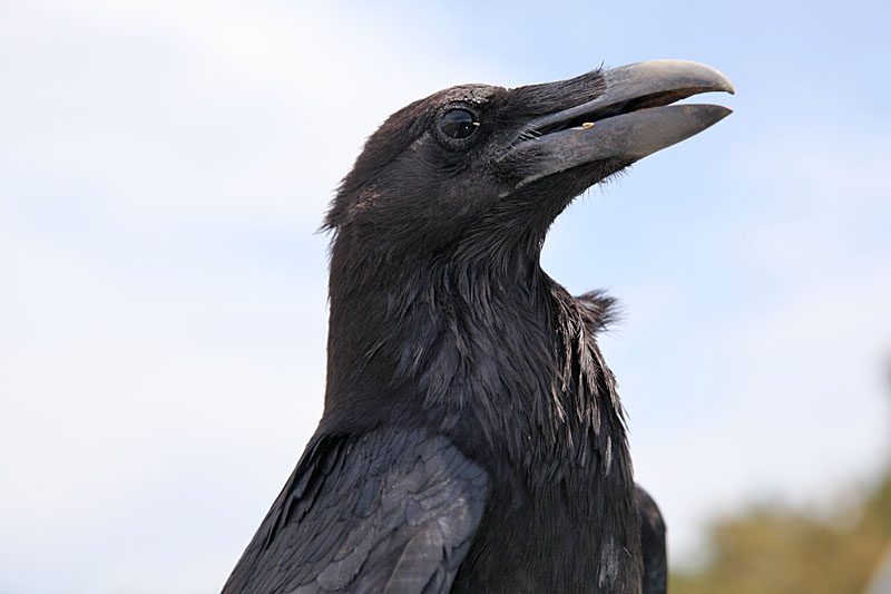 Lautstark verlangte er nach Futter
