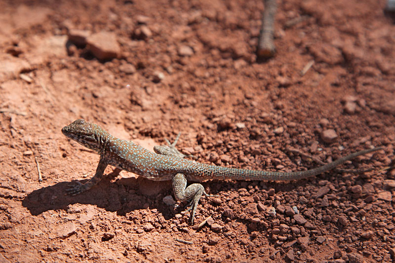 Noch ein Lizard