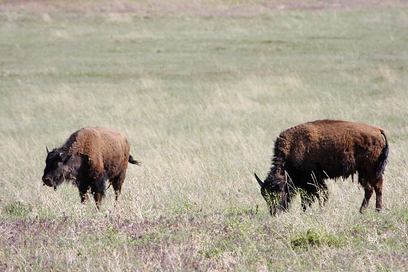 Bisons
