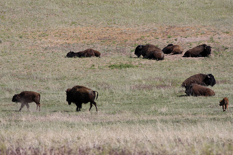 Leider sind das alles keine wilden Tiere mehr