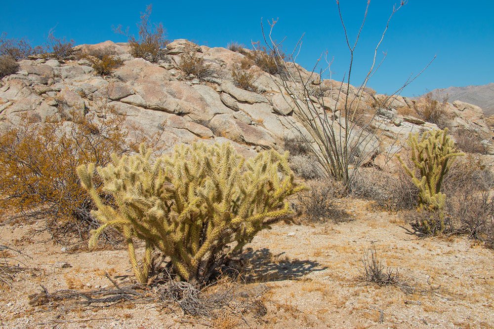 Cholla-Kakteen