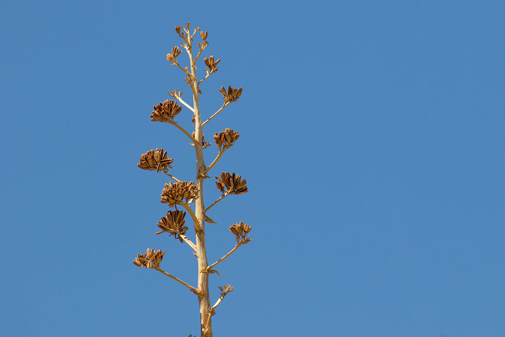 Vertrocknete Desert-Agave